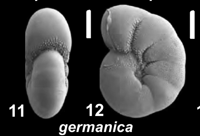 Haynesina germanica (Ehrenberg 1840), S16, unsequenced specimen