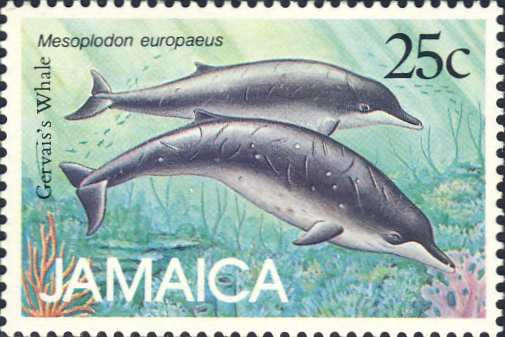 Mesoplodon europaeus Mesoplodon europaeus