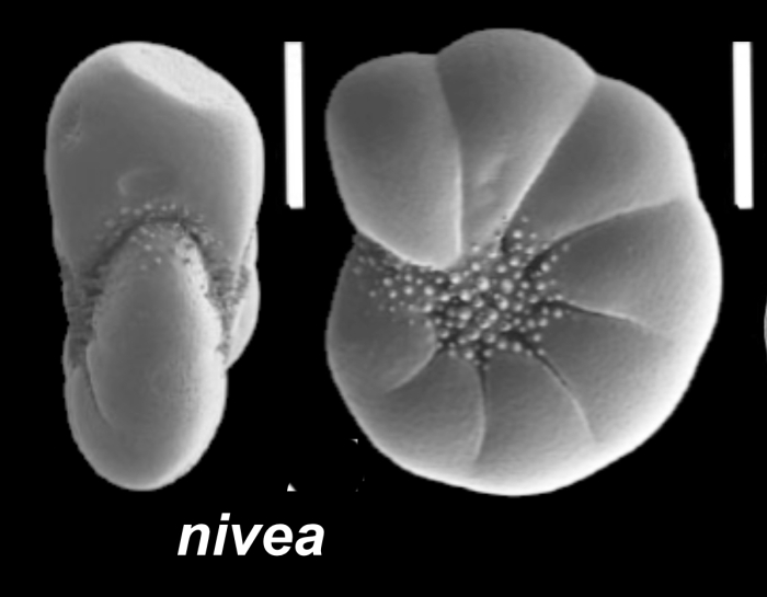 “Haynesina” nivea (Lafrenz 1963), S20, unsequenced specimen