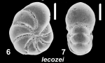 Haynesina lecozei Hayward 2025, unsequenced holotype
