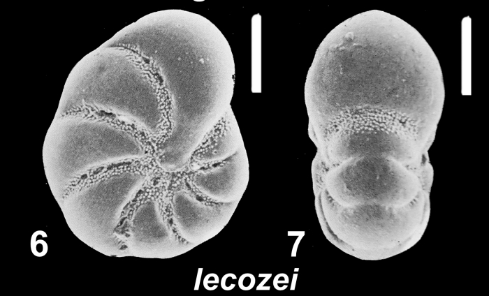 Haynesina lecozei Hayward 2025, unsequenced holotype