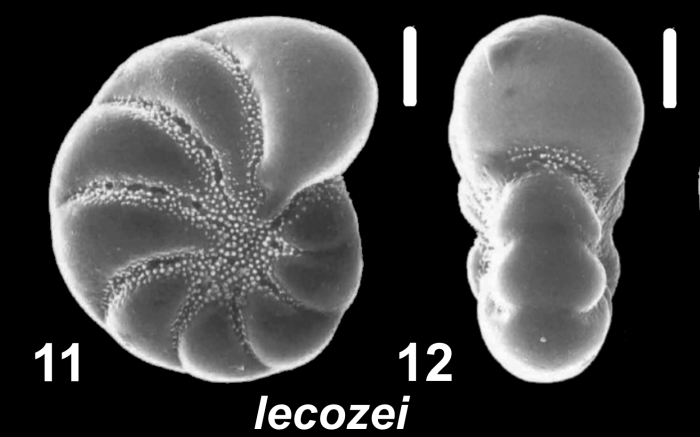 Haynesina lecozei Hayward 2025, unsequenced specimen, Italy