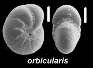 Haynesina orbicularis (Brady 1881), unsequenced specimen