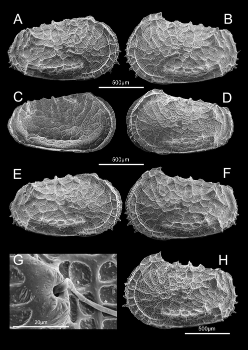 Abyssocythere piovesanae Praxedes, Brandt &amp; Brandão, 2025 - from the original description