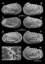 Abyssocythere piovesanae Praxedes, Brandt & Brandão, 2025 - from the original description