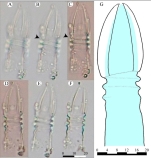 Figure 1 from Oleinik 2025