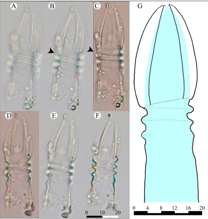 Figure 1 from Oleinik 2025