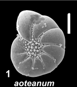 Australononion aoteanum (Vella 1957) S38, sequenced specimen