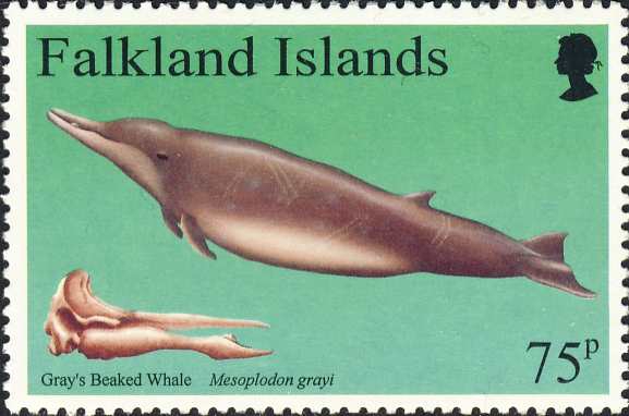 Mesoplodon grayi Mesoplodon grayi