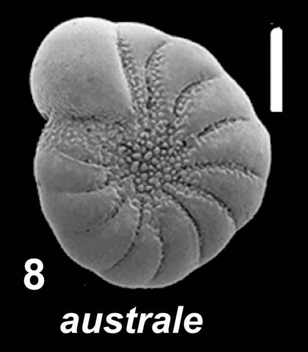 Australononion australe (Cushman and Parker 1931), unsequenced specimen, Argentina