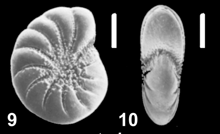 Australononion australe (Cushman and Parker 1931), unsequenced specimen, Argentina