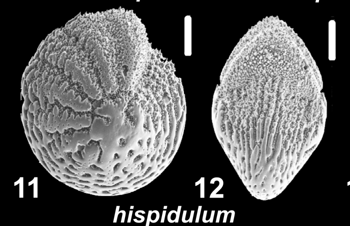 Hispidoelphidium hispidulum (Cushman 1936), unsequenced specimen, India