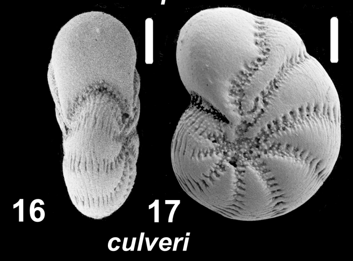 Millettoelphidium culveri Hayward and Holzmann 2025, holotype