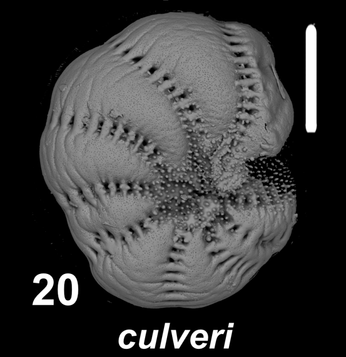 Millettoelphidium culveri Hayward and Holzmann 2025, S51, sequenced specimen, China