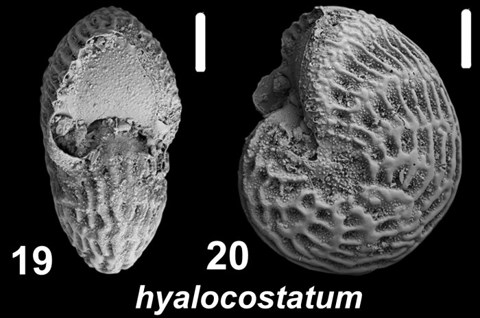 Millettoelphidium hyalocostatum Todd 1957, unsequenced specimen, Indonesia