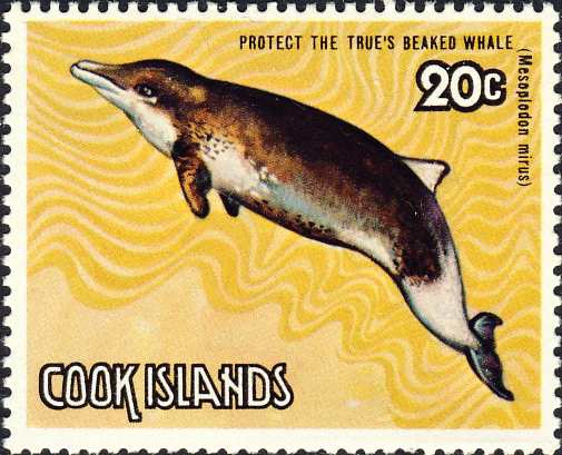 Mesoplodon mirus Mesoplodon mirus
