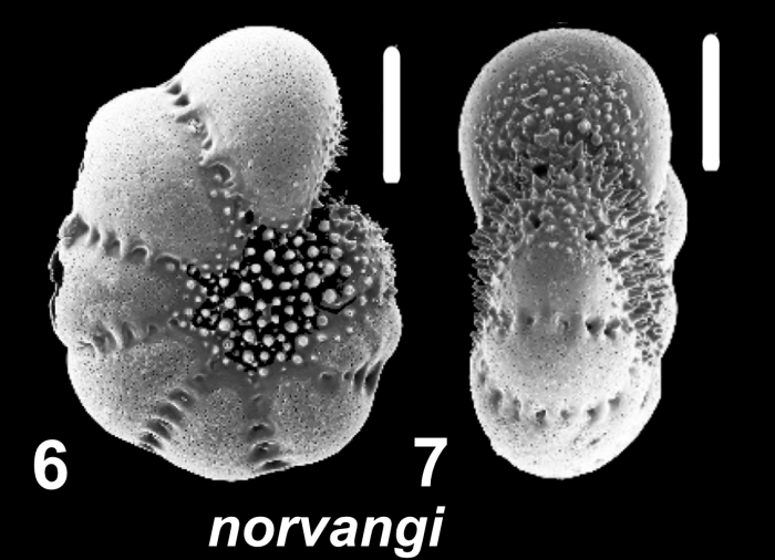 Millettoelphidium norvangi (Buzas, Smith and Beem 1977), unsequenced specimen, Bermuda