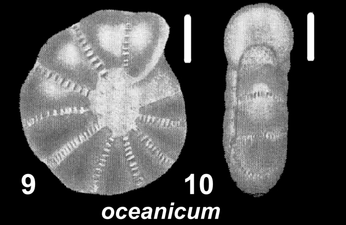 Millettoelphidium oceanicum (Cushman 1933), holotype, 