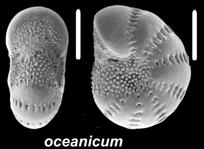 Millettoelphidium oceanicum Cushman 1933, unsequenced specimen, Singapore