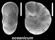 Millettoelphidium oceanicum Cushman 1933, unsequenced specimen, Singapore