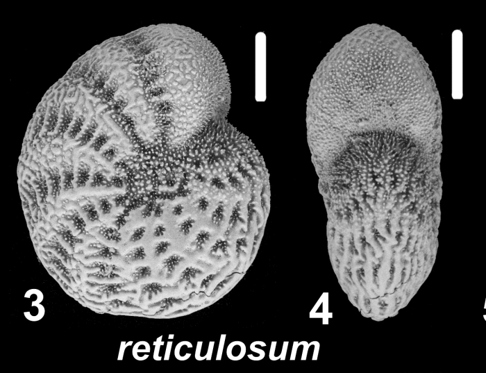 Millettoelphidium reticulosum Cushman 1933, S34, sequenced specimen, Japan