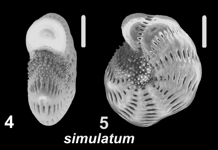 Millettoelphidium simulatum McCulloch 1977, S50, sequenced specimen, Japan