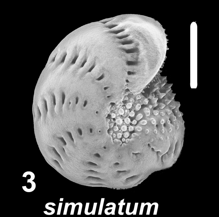 Millettoelphidium simulatum McCulloch 1977, S50, sequenced specimen, Japan