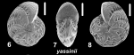 Millettoelphidium yassinii Parker & Hayward 2025, holotype