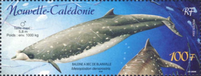 Mesoplodon densirostris Mesoplodon densirostris