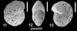 Millettoelphidium yassinii Parker and Hayward n. sp., paratype, 