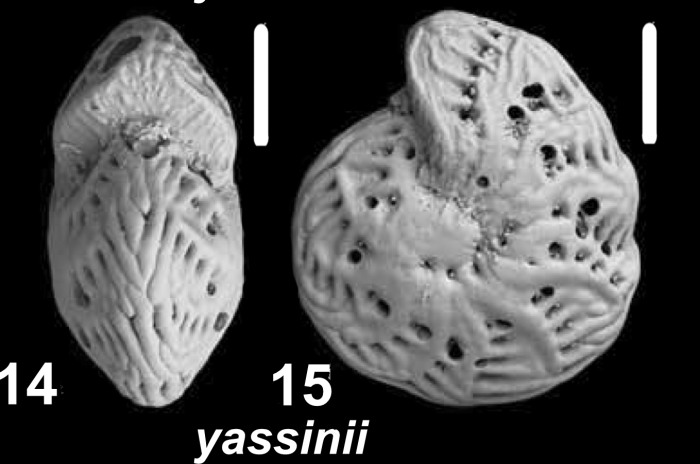 Millettoelphidium yassinii Parker and Hayward n. sp., unsequenced specimen, Indonesia