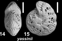 Millettoelphidium yassinii Parker and Hayward n. sp., unsequenced specimen, Indonesia