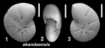 Toddinella akandaensis Langer and Hayward 2025, holotype