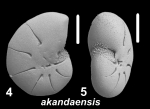 Toddinella akandaensis Langer and Hayward 2025, paratype