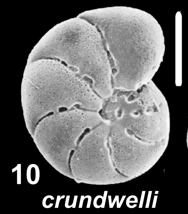 Toddinella crundwelli Hayward 2025, paratype,