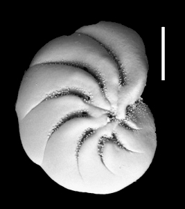 Toddinella darlingae Hayward and Langer, 2025, holotype
