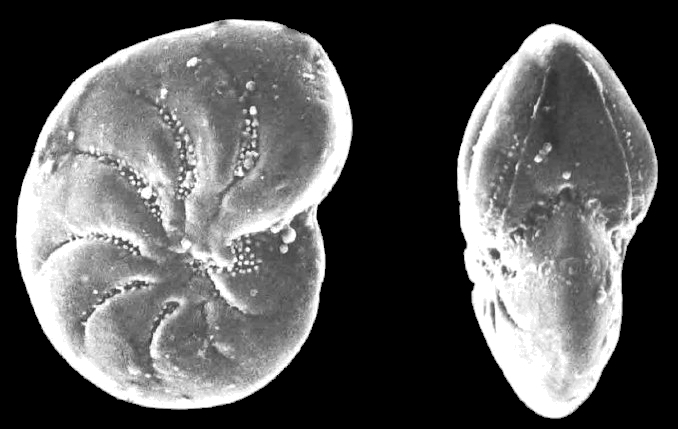 Toddinella darlingae Hayward and Langer 2025, unsequenced specimen, Italy