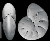 Toddinella grenfelli Hayward and Langer 2025, holotype