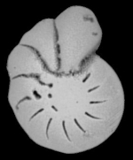 Toddinella grenfelli Hayward n. sp., unsequenced specimen, Malaysia