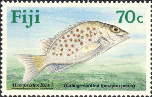 Mesopristes kneri Mesopristes kneri