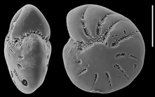 Toddinella grenfelli Hayward and Langer 2025, unsequenced specimen, Oman