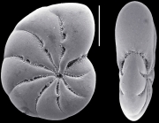 Toddinella incerta (Williamson 1858), unsequenced specimen, Germany