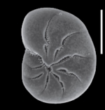 Toddinella incerta (Williamson 1858), S6, sequenced specimen, Scotland