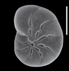 Toddinella incerta (Williamson 1858), S6, sequenced specimen, Scotland
