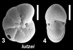 Toddinella lutzei Parker and Hayward 2025, holotype