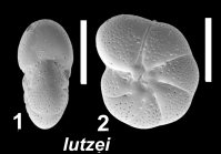 Toddinella lutzei Parker and Hayward 2025, paratype