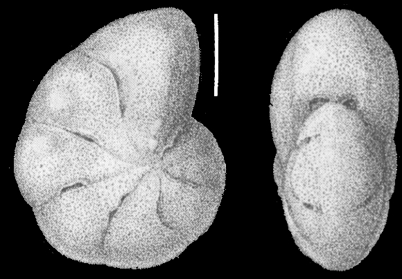 Toddinella obscura (Voloshinova 1939), unsequenced specimen, China