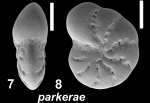 “Toddinella” parkerae (Yanko 1974), unsequenced specimen, Kuwait