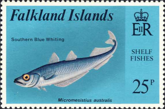 Micromesistius australis Micromesistius australis