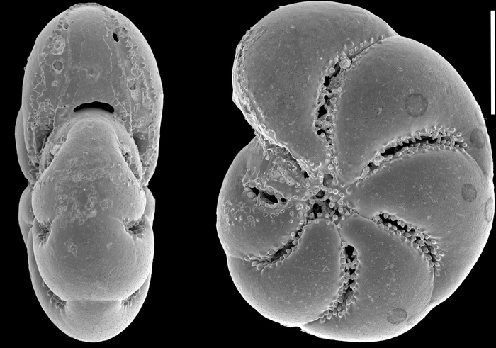 Toddinella parvula (Aoki 1968), unsequenced specimen, Japan